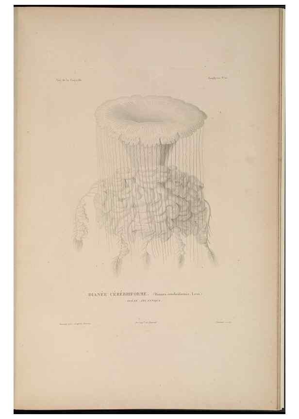 Reproducción/Reproduction 48347045477: Voyage autour du monde :. Paris :Arthus Bertrand,1825-1830 [i.e. 1838]. 