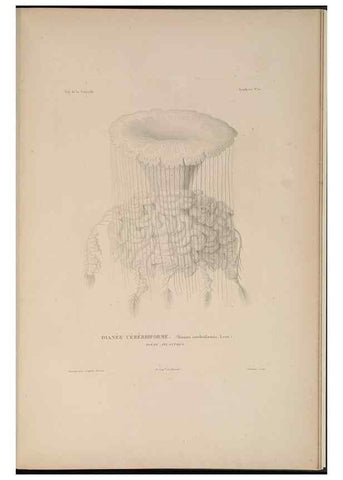 Reproducción/Reproduction 48347045477: Voyage autour du monde :. Paris :Arthus Bertrand,1825-1830 [i.e. 1838]. 