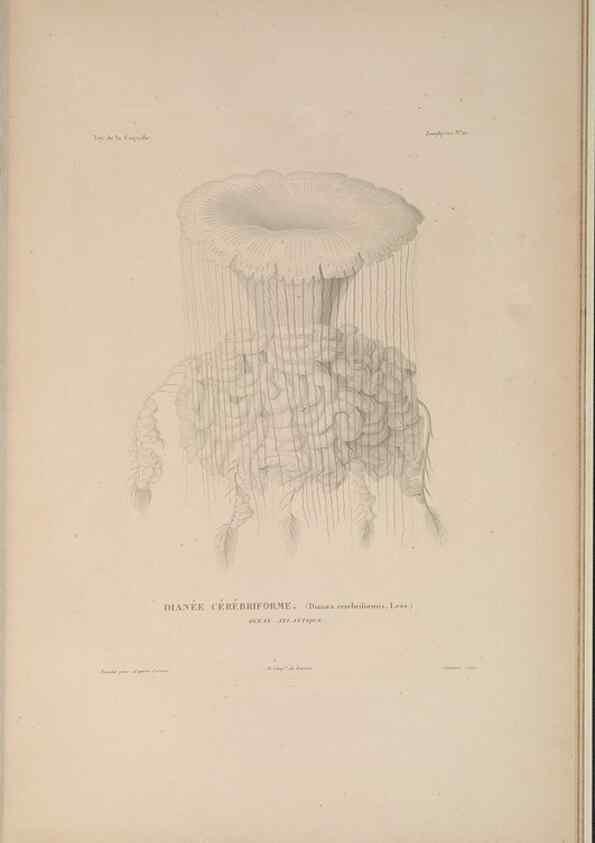 Reproducción/Reproduction 48347045477: Voyage autour du monde :. Paris :Arthus Bertrand,1825-1830 [i.e. 1838]. 