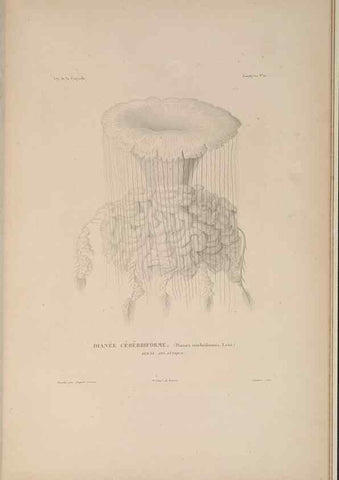 Reproducción/Reproduction 48347045477: Voyage autour du monde :. Paris :Arthus Bertrand,1825-1830 [i.e. 1838]. 