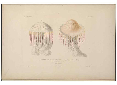 Reproducción/Reproduction 48346909656: Voyage autour du monde :. Paris :Arthus Bertrand,1825-1830 [i.e. 1838]. 