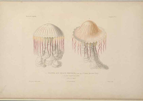 Reproducción/Reproduction 48346909656: Voyage autour du monde :. Paris :Arthus Bertrand,1825-1830 [i.e. 1838]. 