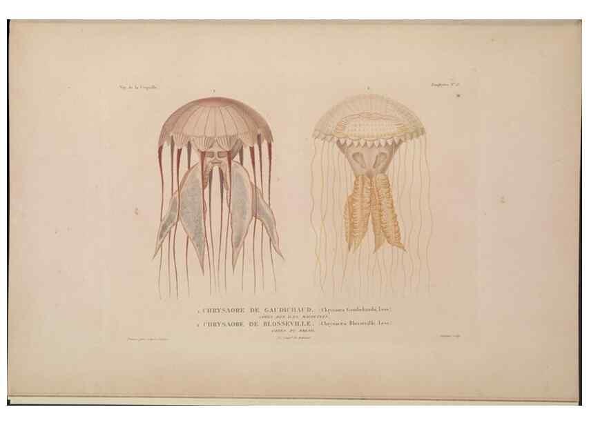 Reproducción/Reproduction 48346910041: Voyage autour du monde :. Paris :Arthus Bertrand,1825-1830 [i.e. 1838]. 