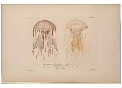 Reproducción/Reproduction 48346910041: Voyage autour du monde :. Paris :Arthus Bertrand,1825-1830 [i.e. 1838]. 