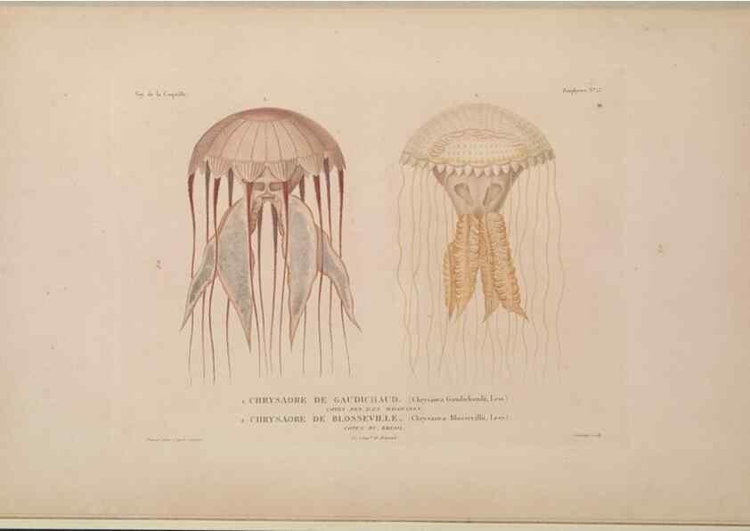 Reproducción/Reproduction 48346910041: Voyage autour du monde :. Paris :Arthus Bertrand,1825-1830 [i.e. 1838]. 