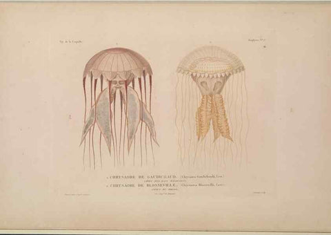 Reproducción/Reproduction 48346910041: Voyage autour du monde :. Paris :Arthus Bertrand,1825-1830 [i.e. 1838]. 