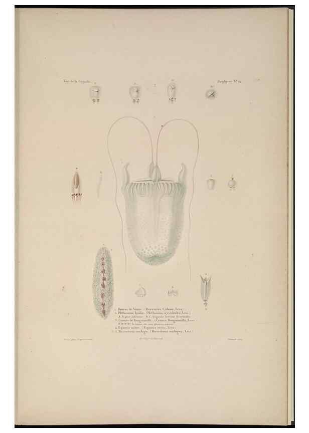 Reproducción/Reproduction 48347047127: Voyage autour du monde :. Paris :Arthus Bertrand,1825-1830 [i.e. 1838]. 
