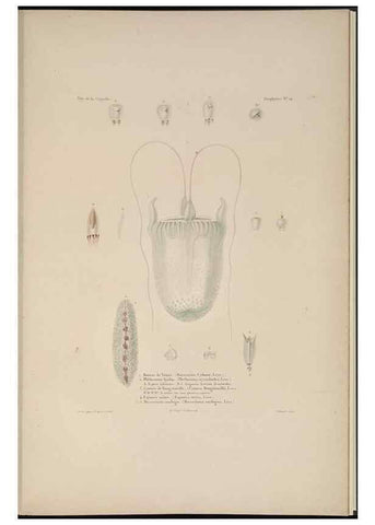 Reproducción/Reproduction 48347047127: Voyage autour du monde :. Paris :Arthus Bertrand,1825-1830 [i.e. 1838]. 