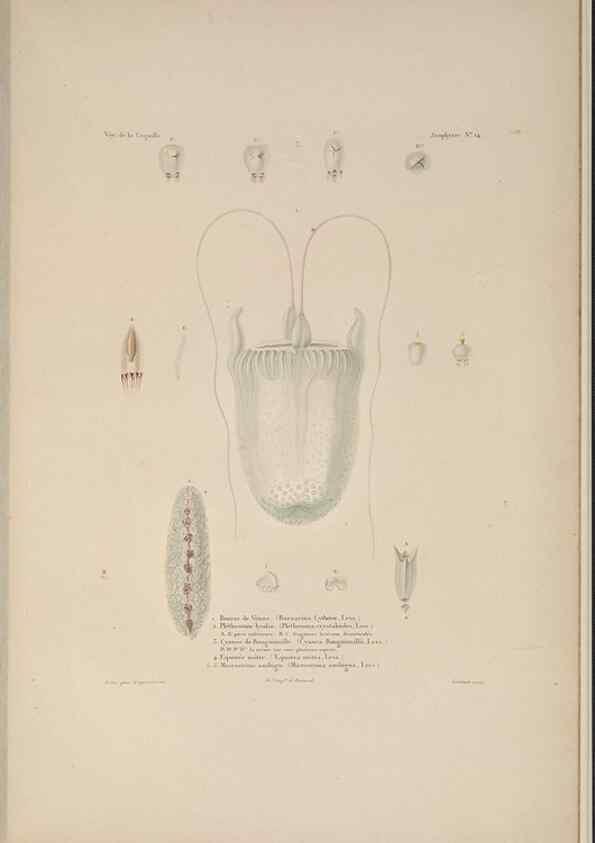 Reproducción/Reproduction 48347047127: Voyage autour du monde :. Paris :Arthus Bertrand,1825-1830 [i.e. 1838]. 