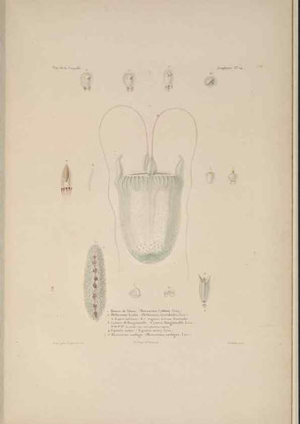Reproducción/Reproduction 48347047127: Voyage autour du monde :. Paris :Arthus Bertrand,1825-1830 [i.e. 1838]. 