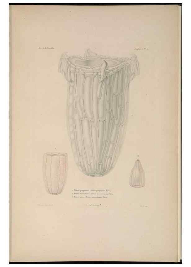 Reproducción/Reproduction 48346910931: Voyage autour du monde :. Paris :Arthus Bertrand,1825-1830 [i.e. 1838]. 