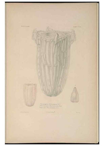 Reproducción/Reproduction 48346910931: Voyage autour du monde :. Paris :Arthus Bertrand,1825-1830 [i.e. 1838]. 