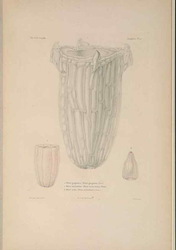 Reproducción/Reproduction 48346910931: Voyage autour du monde :. Paris :Arthus Bertrand,1825-1830 [i.e. 1838]. 