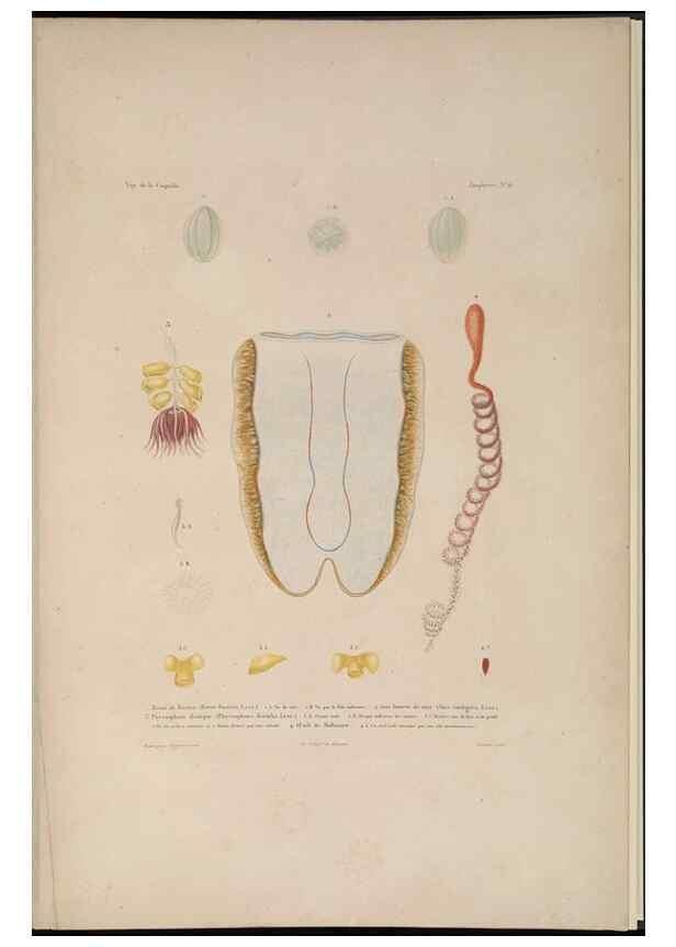 Reproducción/Reproduction 48347047982: Voyage autour du monde :. Paris :Arthus Bertrand,1825-1830 [i.e. 1838]. 