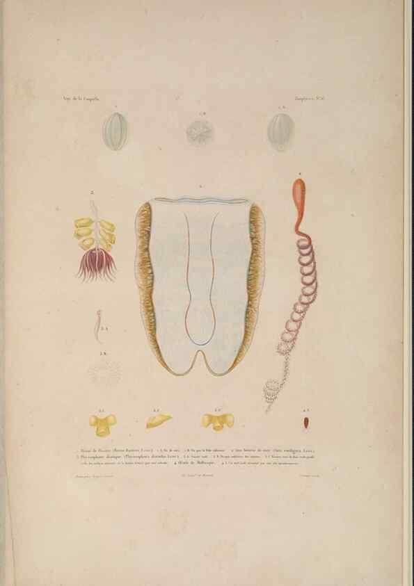 Reproducción/Reproduction 48347047982: Voyage autour du monde :. Paris :Arthus Bertrand,1825-1830 [i.e. 1838]. 