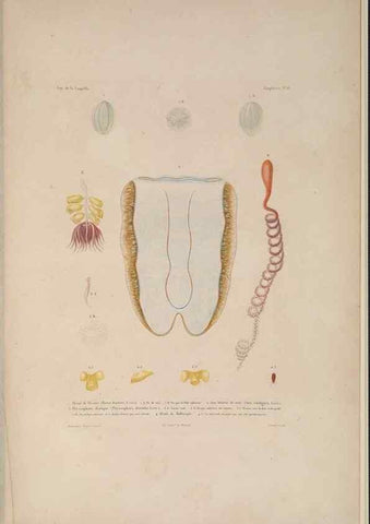 Reproducción/Reproduction 48347047982: Voyage autour du monde :. Paris :Arthus Bertrand,1825-1830 [i.e. 1838]. 