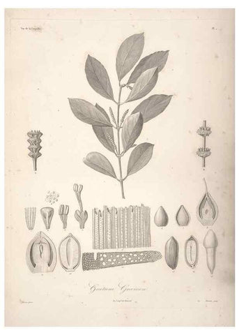 Reproducción/Reproduction 48347170112: Voyage autour du monde :. Paris :Arthus Bertrand,1825-1830 [i.e. 1838]. 