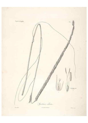 Reproducción/Reproduction 48347170637: Voyage autour du monde :. Paris :Arthus Bertrand,1825-1830 [i.e. 1838]. 