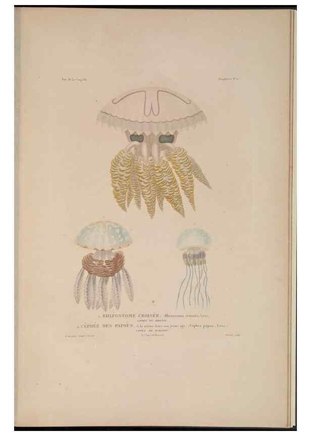 Reproducción/Reproduction 48347045837: Voyage autour du monde :. Paris :Arthus Bertrand,1825-1830 [i.e. 1838]. 