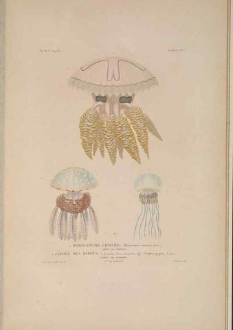 Reproducción/Reproduction 48347045837: Voyage autour du monde :. Paris :Arthus Bertrand,1825-1830 [i.e. 1838]. 