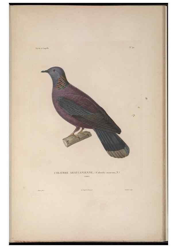 Reproducción/Reproduction 48346818191: Voyage autour du monde :. Paris :Arthus Bertrand,1825-1830 [i.e. 1838]. 