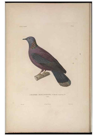 Reproducción/Reproduction 48346818191: Voyage autour du monde :. Paris :Arthus Bertrand,1825-1830 [i.e. 1838]. 