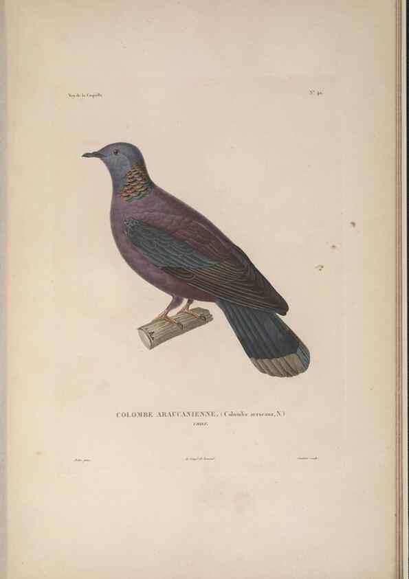Reproducción/Reproduction 48346818191: Voyage autour du monde :. Paris :Arthus Bertrand,1825-1830 [i.e. 1838]. 