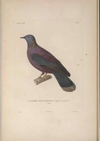 Reproducción/Reproduction 48346818191: Voyage autour du monde :. Paris :Arthus Bertrand,1825-1830 [i.e. 1838]. 