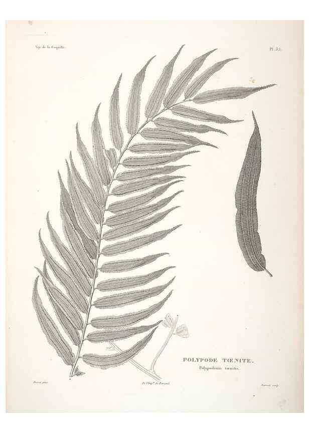 Reproducción/Reproduction 48347217202: Voyage autour du monde :. Paris :Arthus Bertrand,1825-1830 [i.e. 1838]. 