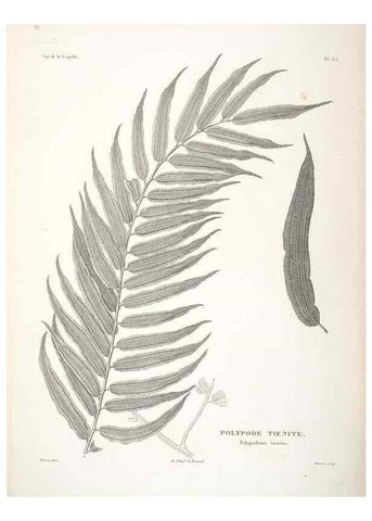 Reproducción/Reproduction 48347217202: Voyage autour du monde :. Paris :Arthus Bertrand,1825-1830 [i.e. 1838]. 
