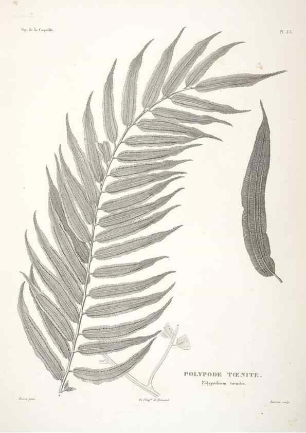 Reproducción/Reproduction 48347217202: Voyage autour du monde :. Paris :Arthus Bertrand,1825-1830 [i.e. 1838]. 