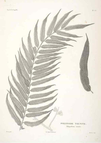 Reproducción/Reproduction 48347217202: Voyage autour du monde :. Paris :Arthus Bertrand,1825-1830 [i.e. 1838]. 