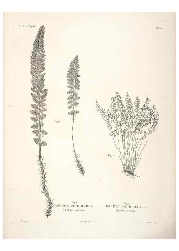 Reproducción/Reproduction 48347218222: Voyage autour du monde :. Paris :Arthus Bertrand,1825-1830 [i.e. 1838]. 