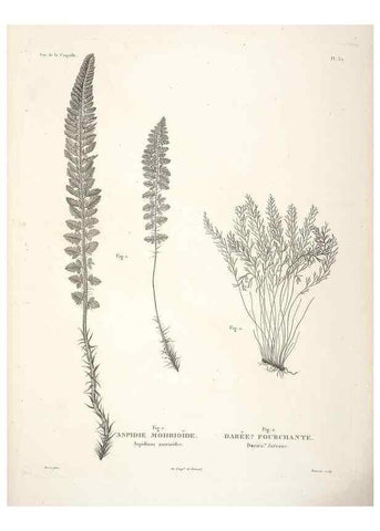 Reproducción/Reproduction 48347218222: Voyage autour du monde :. Paris :Arthus Bertrand,1825-1830 [i.e. 1838]. 
