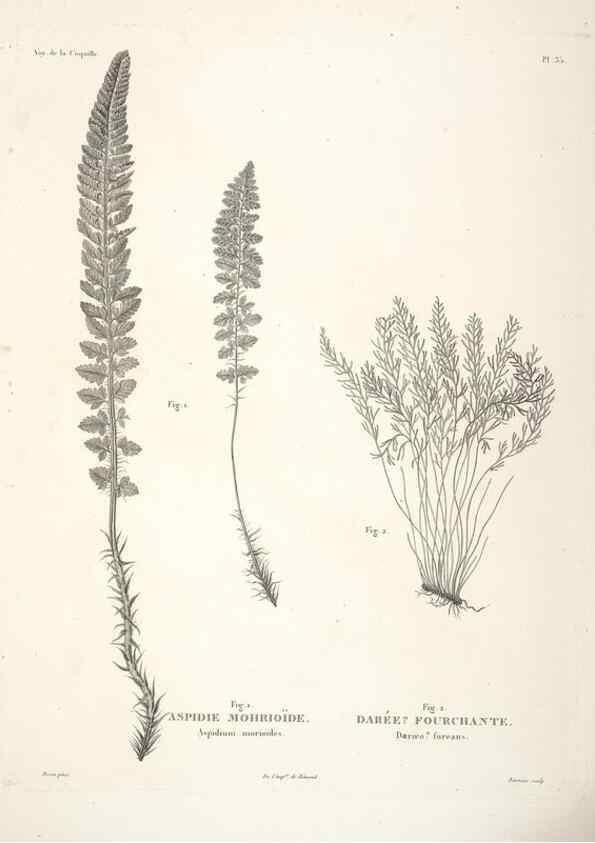 Reproducción/Reproduction 48347218222: Voyage autour du monde :. Paris :Arthus Bertrand,1825-1830 [i.e. 1838]. 