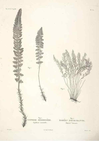 Reproducción/Reproduction 48347218222: Voyage autour du monde :. Paris :Arthus Bertrand,1825-1830 [i.e. 1838]. 