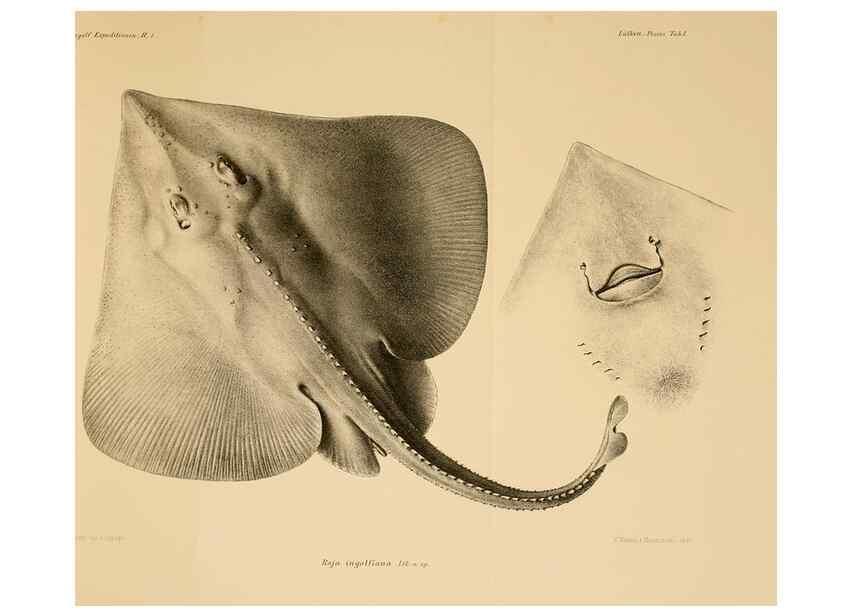 Reproducción/Reproduction 48348686232: The Danish Ingolf-Expedition.. Copenhagen :H. Hagerup,1899-1928.. 