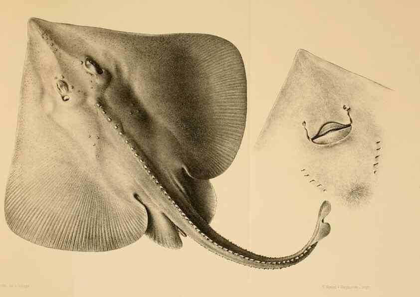 Reproducción/Reproduction 48348686232: The Danish Ingolf-Expedition.. Copenhagen :H. Hagerup,1899-1928.. 