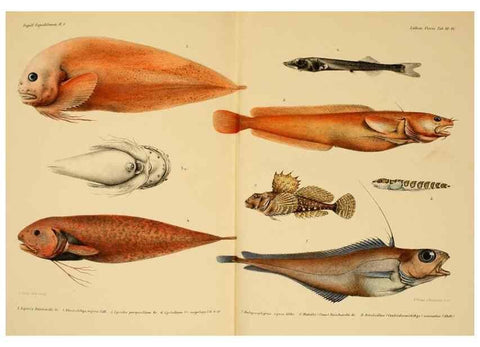Reproducción/Reproduction 48348687137: The Danish Ingolf-Expedition.. Copenhagen :H. Hagerup,1899-1928.. 