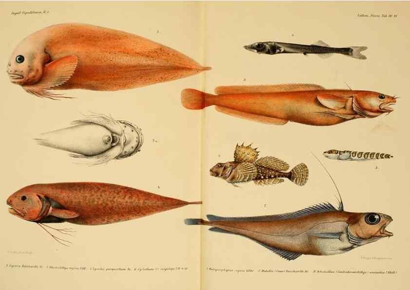Reproducción/Reproduction 48348687137: The Danish Ingolf-Expedition.. Copenhagen :H. Hagerup,1899-1928.. 