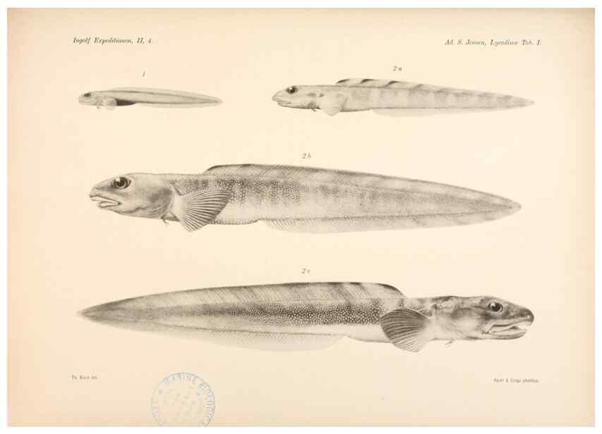 Reproducción/Reproduction 48348612991: The Danish Ingolf-Expedition.. Copenhagen :H. Hagerup,1899-1928.. 
