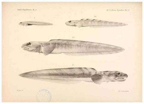 Reproducción/Reproduction 48348612991: The Danish Ingolf-Expedition.. Copenhagen :H. Hagerup,1899-1928.. 