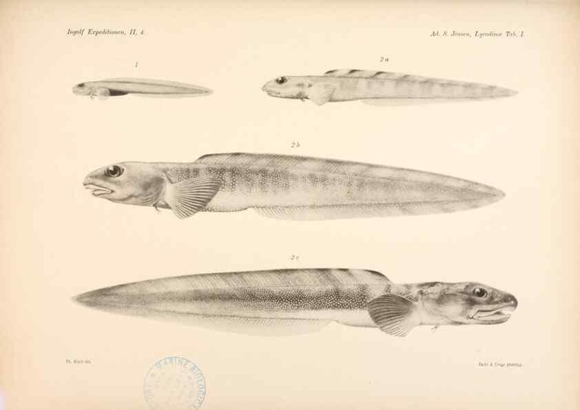 Reproducción/Reproduction 48348612991: The Danish Ingolf-Expedition.. Copenhagen :H. Hagerup,1899-1928.. 