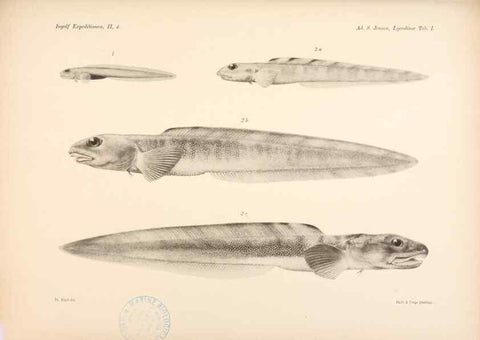 Reproducción/Reproduction 48348612991: The Danish Ingolf-Expedition.. Copenhagen :H. Hagerup,1899-1928.. 