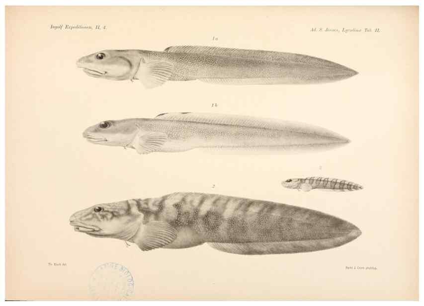 Reproducción/Reproduction 48348613521: The Danish Ingolf-Expedition.. Copenhagen :H. Hagerup,1899-1928.. 