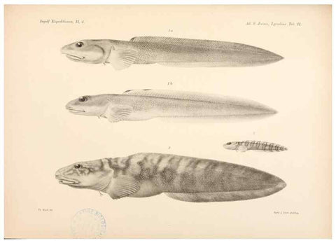 Reproducción/Reproduction 48348613521: The Danish Ingolf-Expedition.. Copenhagen :H. Hagerup,1899-1928.. 