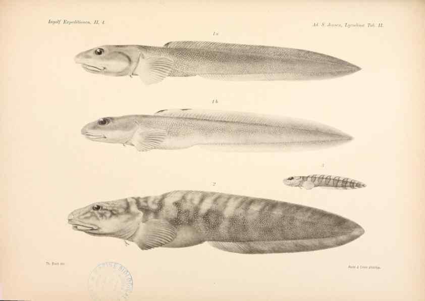 Reproducción/Reproduction 48348613521: The Danish Ingolf-Expedition.. Copenhagen :H. Hagerup,1899-1928.. 
