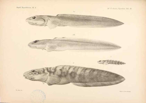 Reproducción/Reproduction 48348613521: The Danish Ingolf-Expedition.. Copenhagen :H. Hagerup,1899-1928.. 