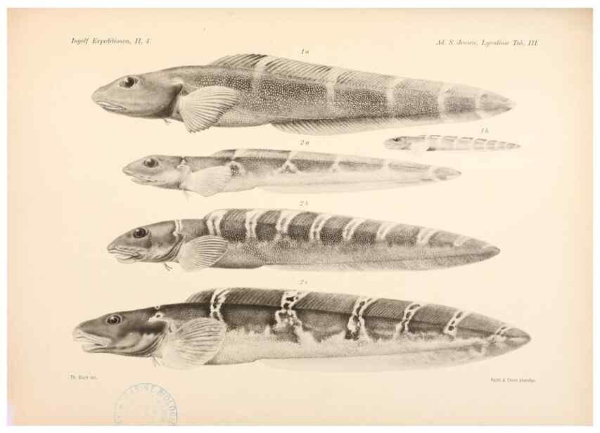 Reproducción/Reproduction 48348614141: The Danish Ingolf-Expedition.. Copenhagen :H. Hagerup,1899-1928.. 