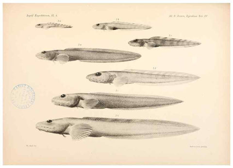 Reproducción/Reproduction 48348753252: The Danish Ingolf-Expedition.. Copenhagen :H. Hagerup,1899-1928.. 